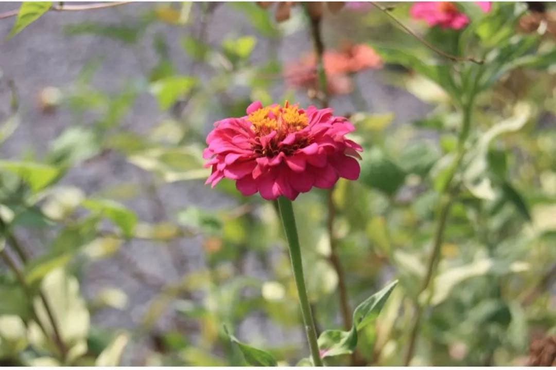 ✨新品級ショット数✨Canon kiss X2 初心者おすすめ スマホ転送可能