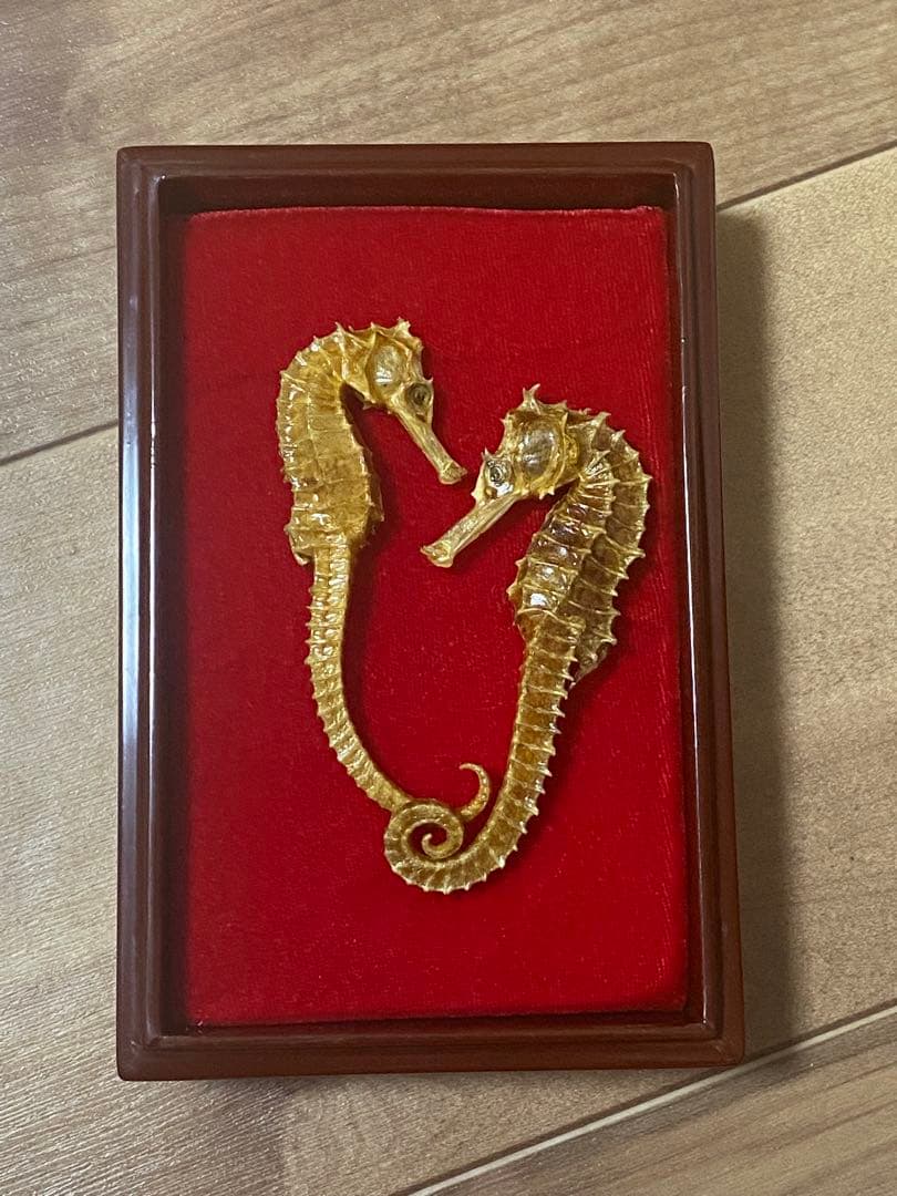 開運 縁起物 タツノオトシゴ 乾燥 標本　2セット