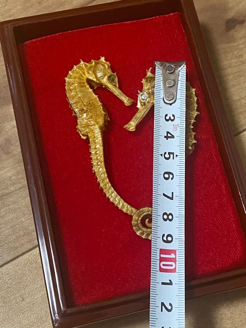 開運 縁起物 タツノオトシゴ 乾燥 標本　2セット