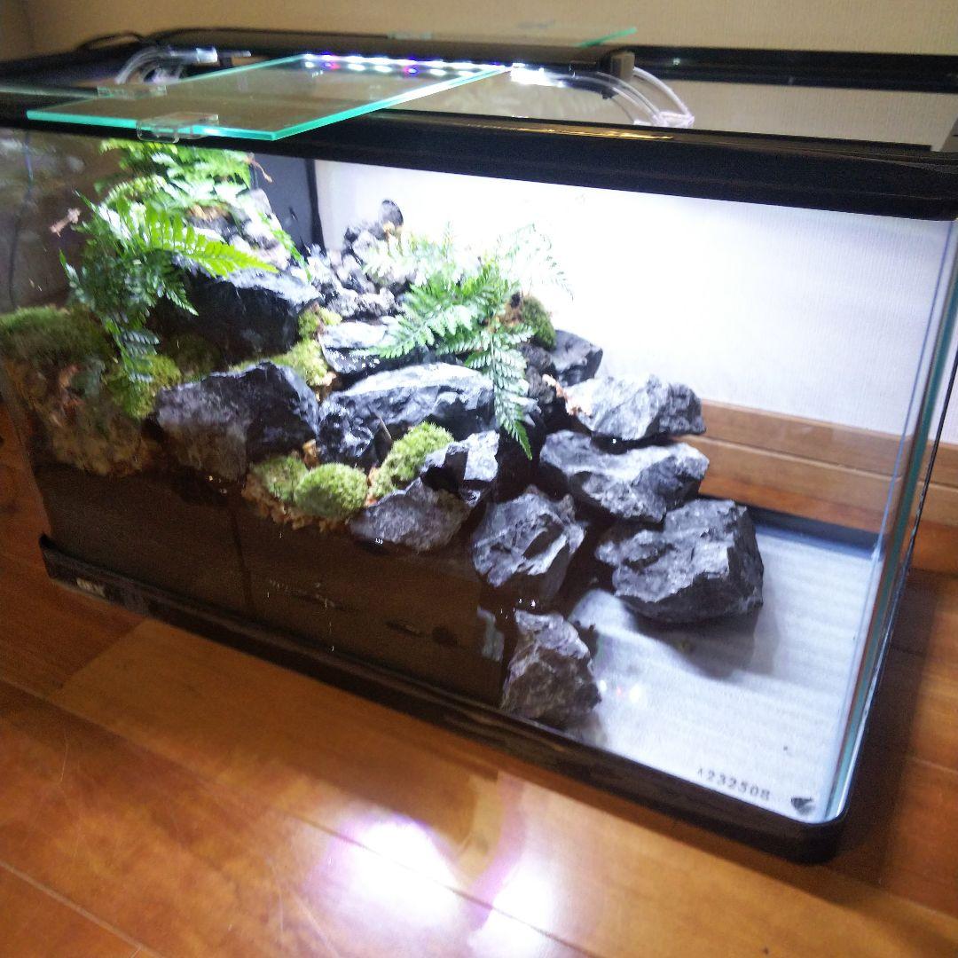 【受注生産】６0センチ水槽アクアテラリウム　イモリウム　苔テラリウム　テラリウム