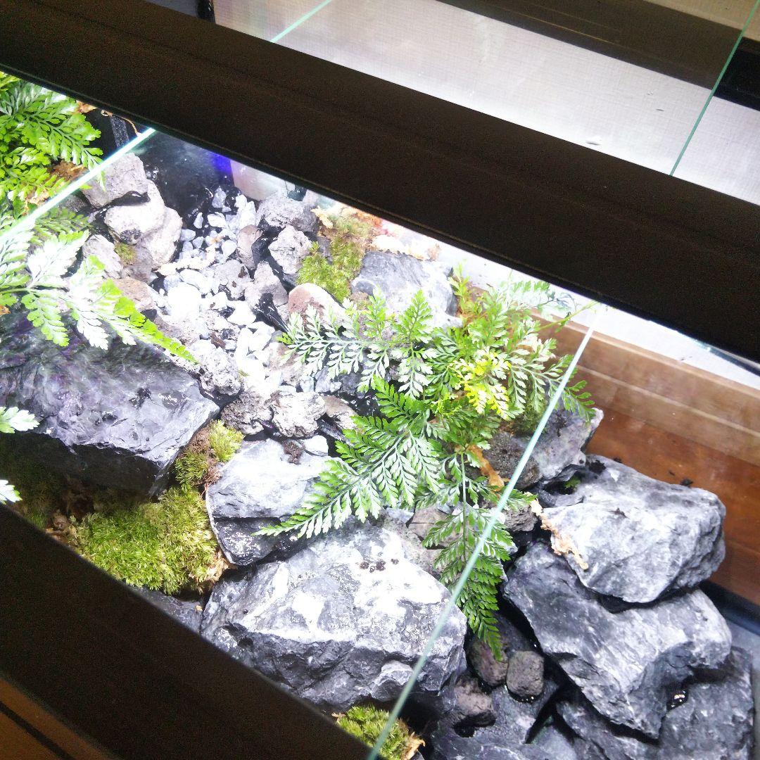 【受注生産】６0センチ水槽アクアテラリウム　イモリウム　苔テラリウム　テラリウム