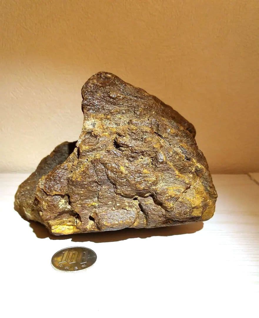 プレシオサウルスの仲間の骨　化石