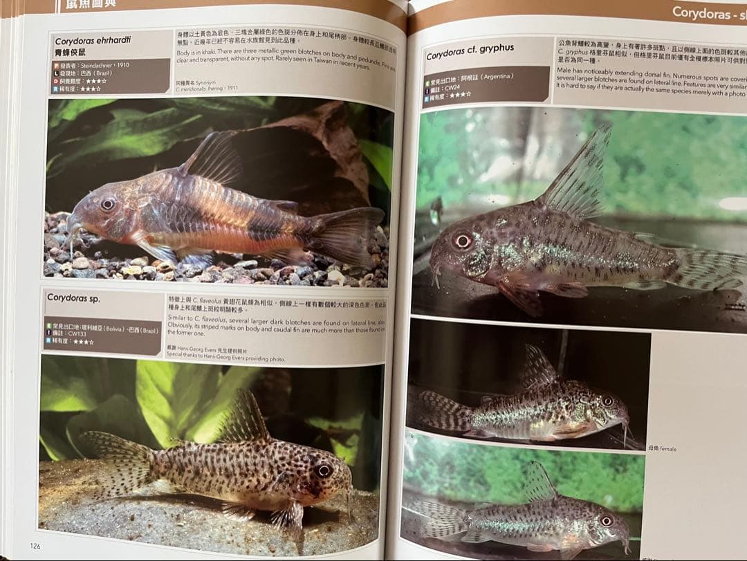 Corydoraspedia コリドラス　図鑑　鼠魚　辞典