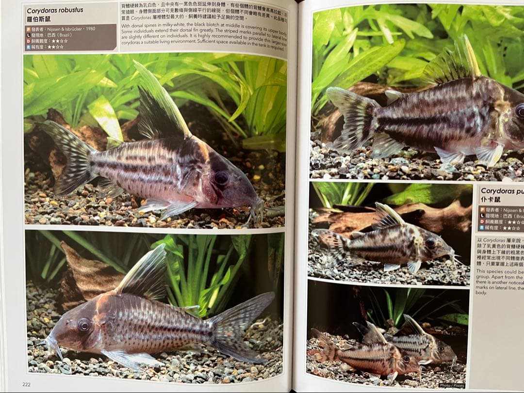 Corydoraspedia コリドラス　図鑑　鼠魚　辞典