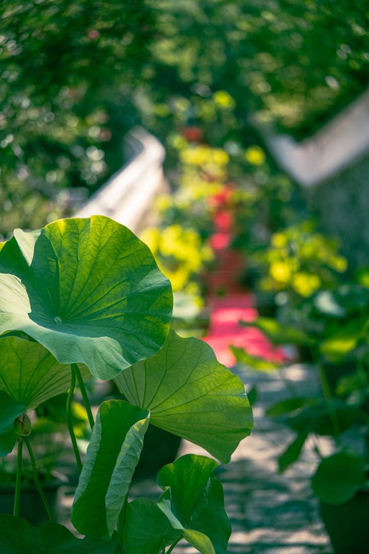 tamron 90mm F2.8 Di Ⅲ macro VXD eマウント用