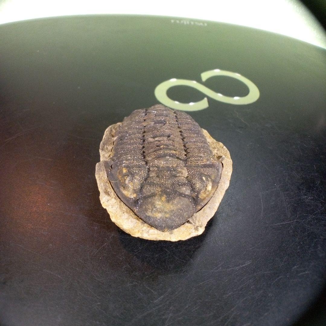 三葉虫　化石　fossil　ボリビア産　trilobite　ノジュール判別④