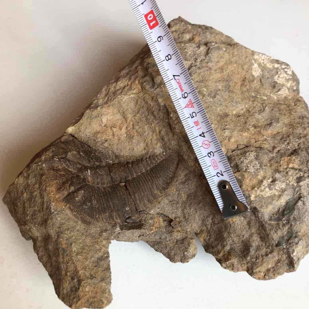 モロッコ産　三葉虫化石