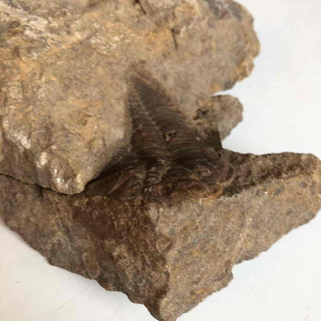 モロッコ産　三葉虫化石