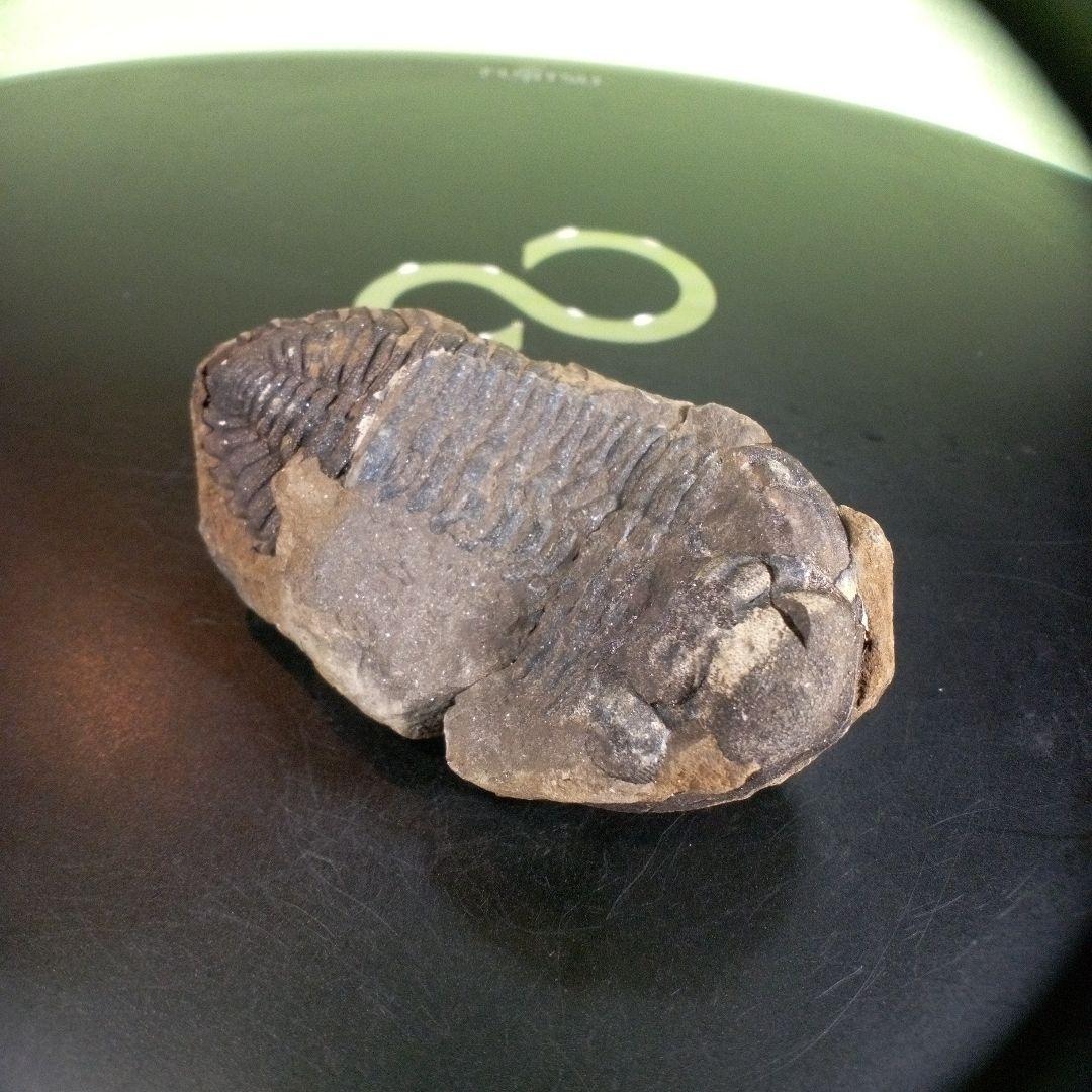 三葉虫　化石　ボリビア産　南アメリカ　trilobite　Bolivia三葉虫⑦