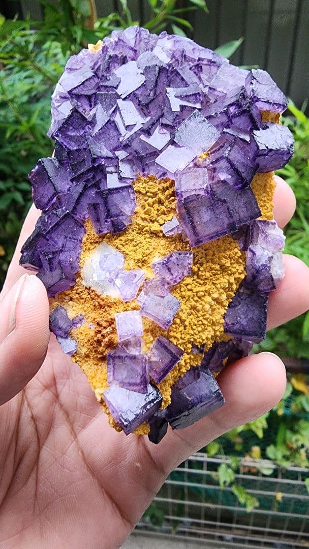 紫と黄色の美しい鉱物 結晶