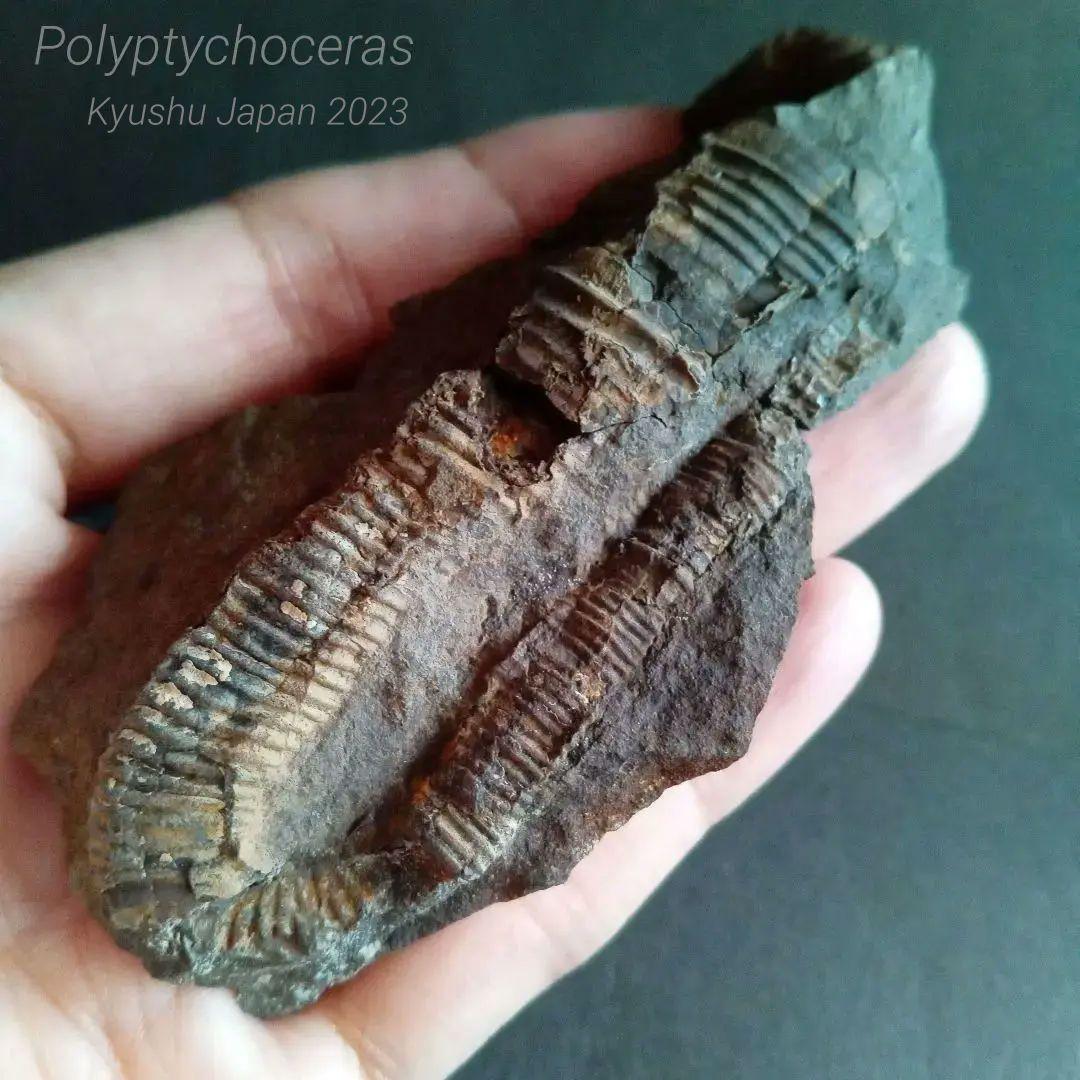 九州産　アンモナイト　ポリプチコセラス　希少