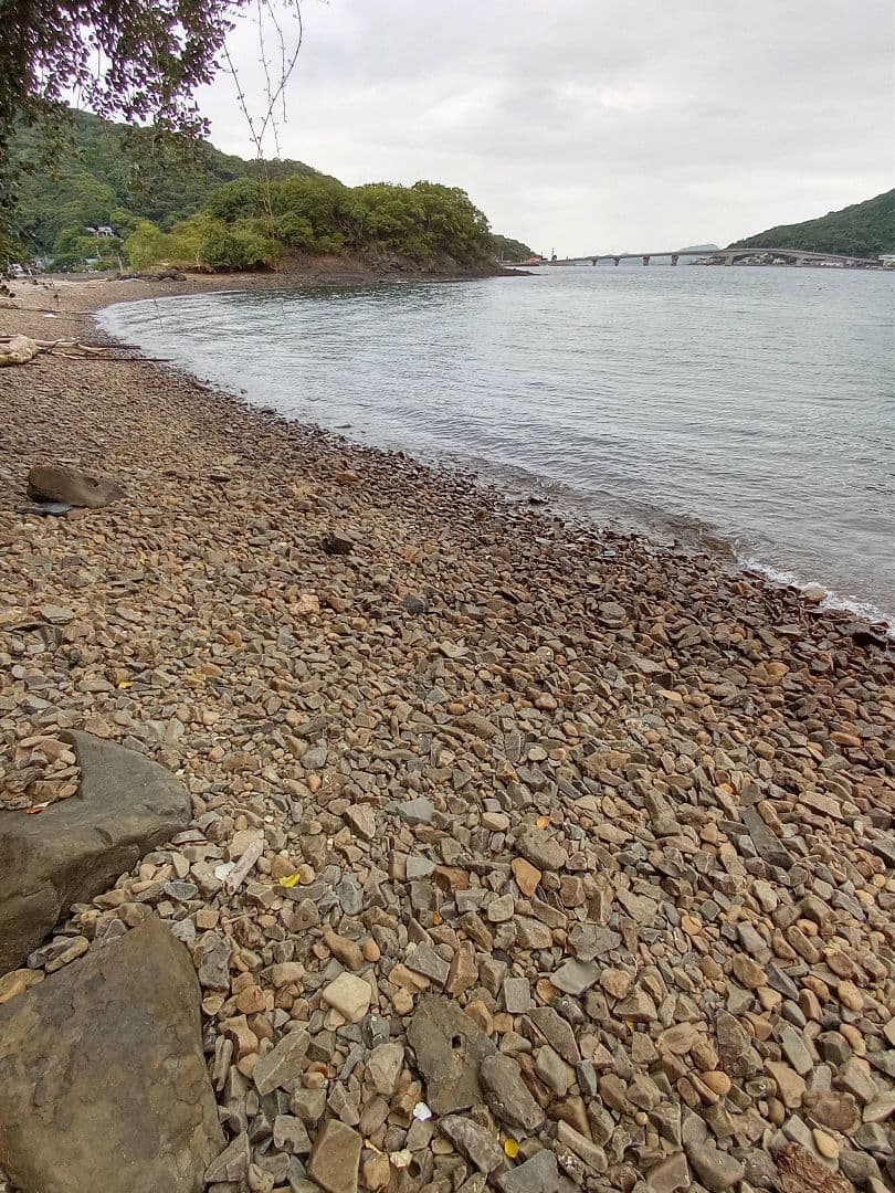 九州産　アンモナイト　ポリプチコセラス　希少