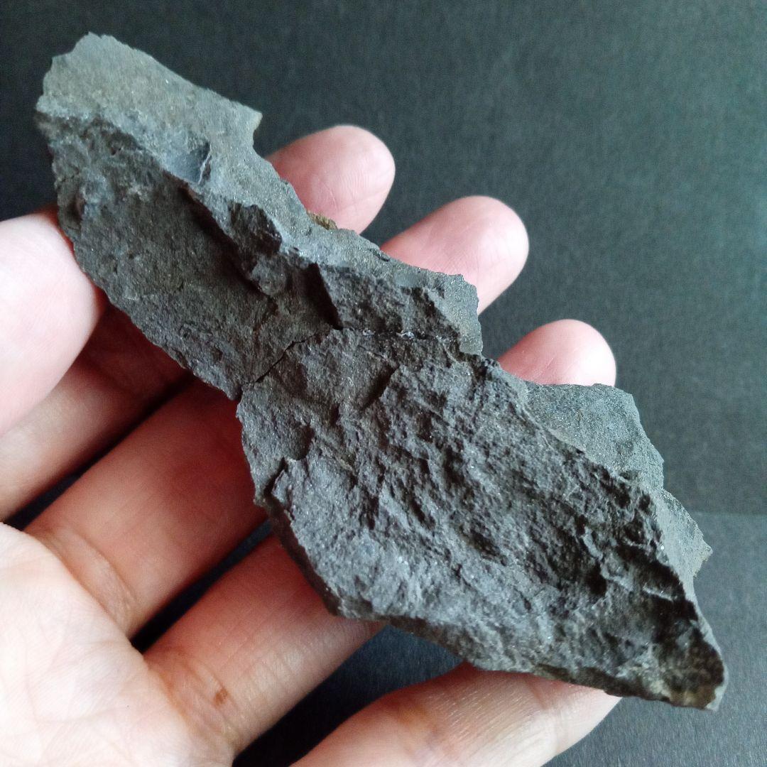 九州産　アンモナイト　ポリプチコセラス　希少