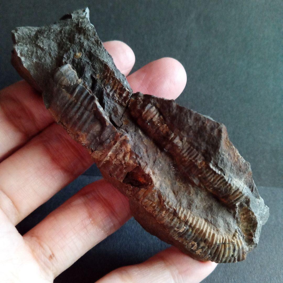 九州産　アンモナイト　ポリプチコセラス　希少