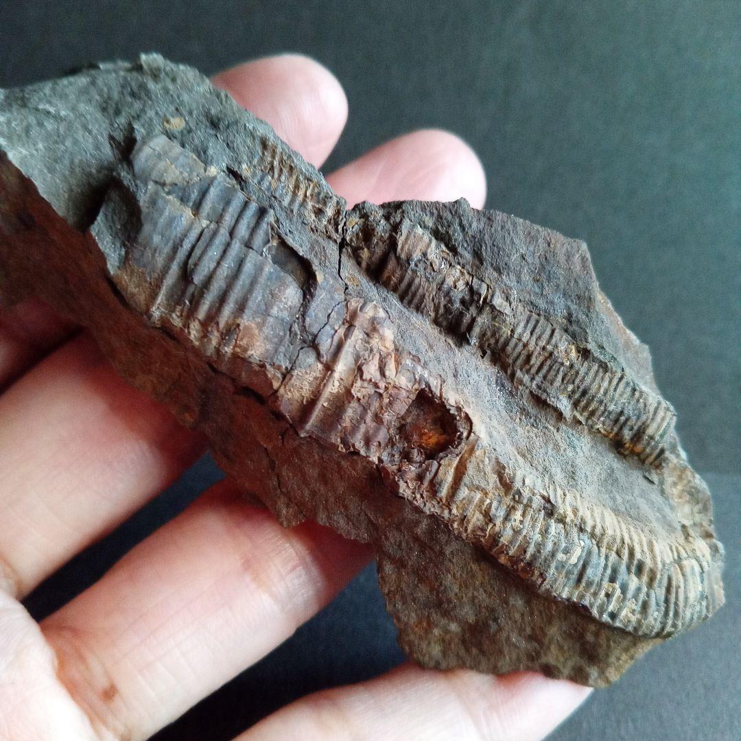 九州産　アンモナイト　ポリプチコセラス　希少