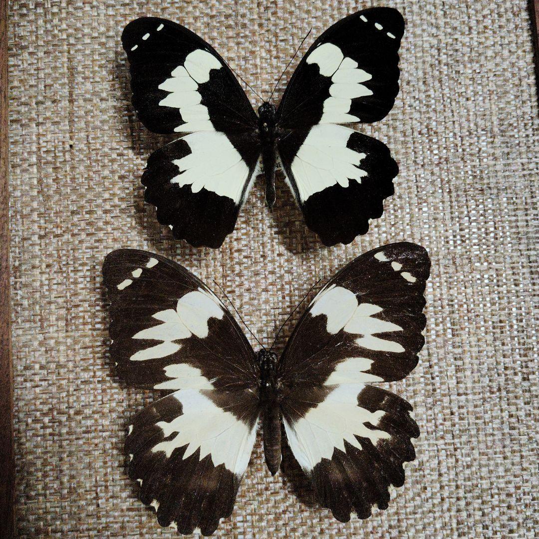 パプアアゲハ ペア!!　珍品 蝶標本