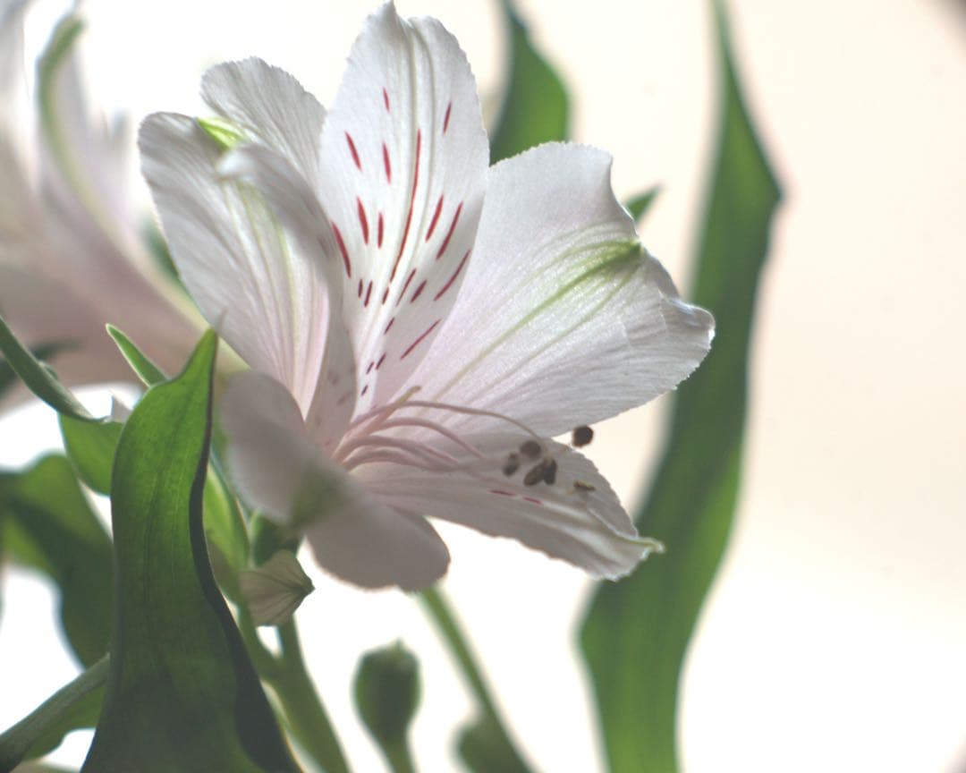 レンズ(単焦点) @G.Rodenstock Trinaranastigmat 4.5/135mm