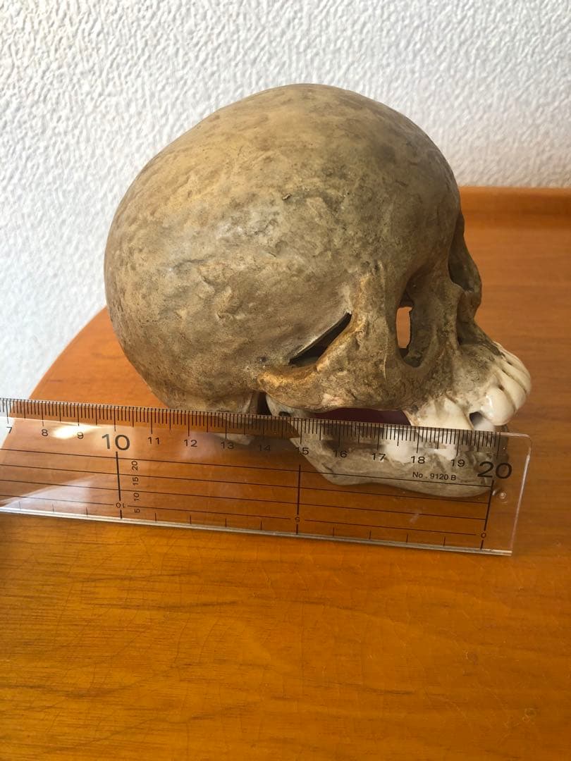 ビンテージ　スカル　髑髏　骸骨　骨董　ミッドセンチュリー　灰皿　アンティーク