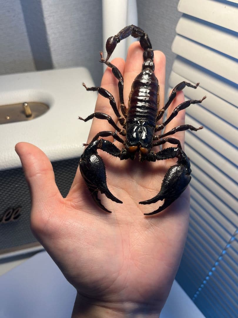 【巨大蠍標本】アジアンフォレストスコーピオン タランチュラ