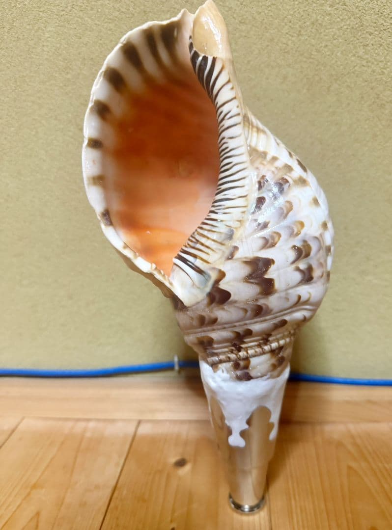 修験道法螺貝　山伏　密教　ほら貝　ホラガイ