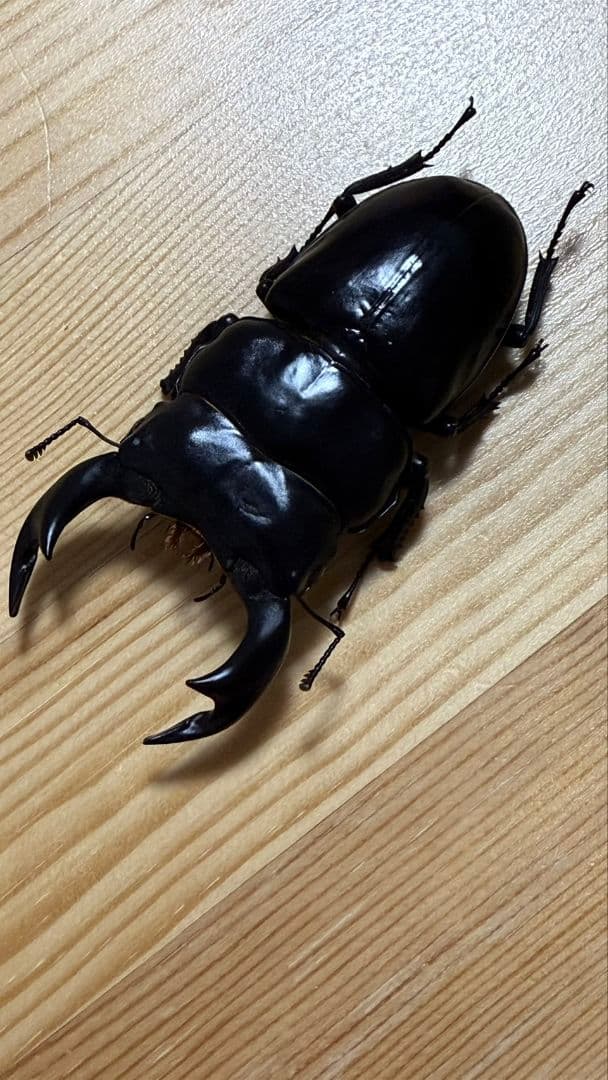 アンタエウスオオクワガタ89mmペア