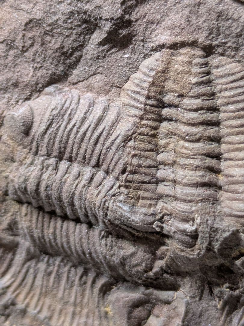 博物館級　三葉虫　群生　化石　標本　地学