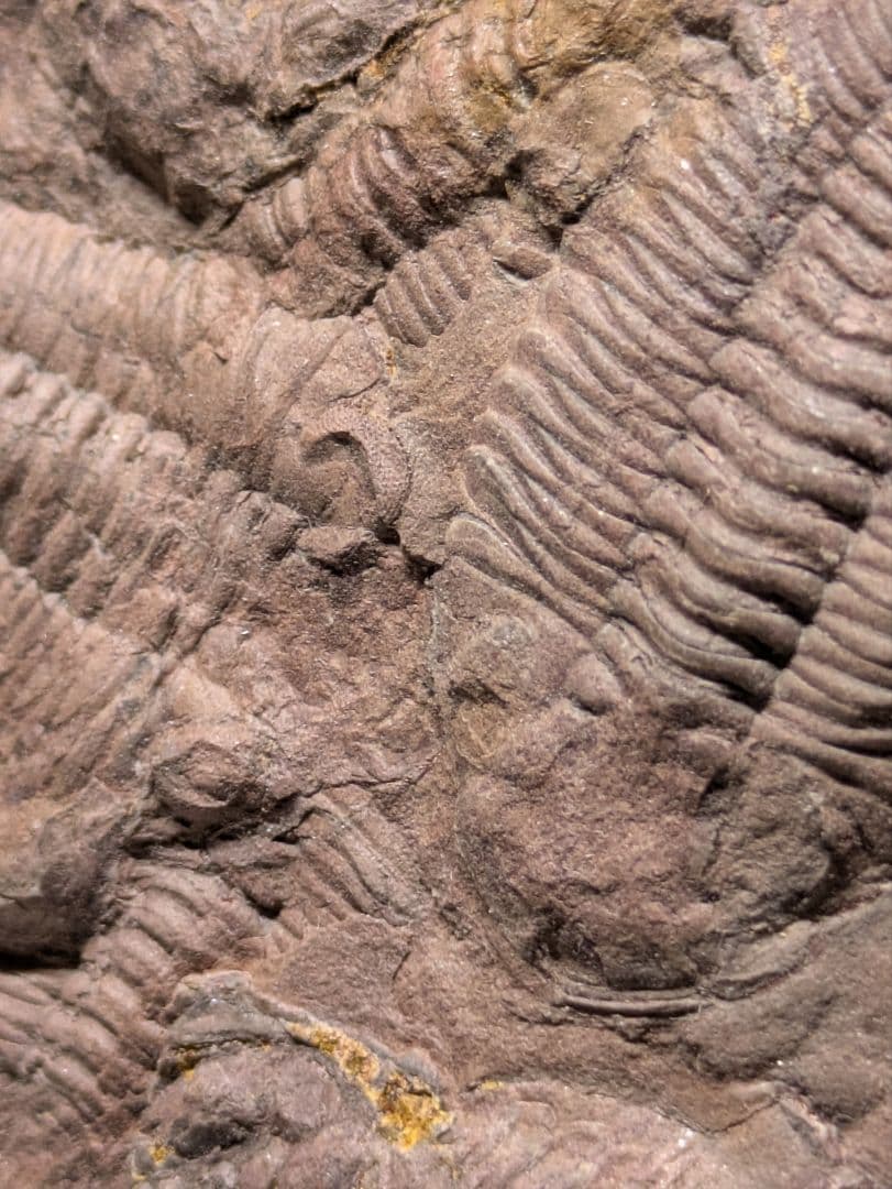 博物館級　三葉虫　群生　化石　標本　地学