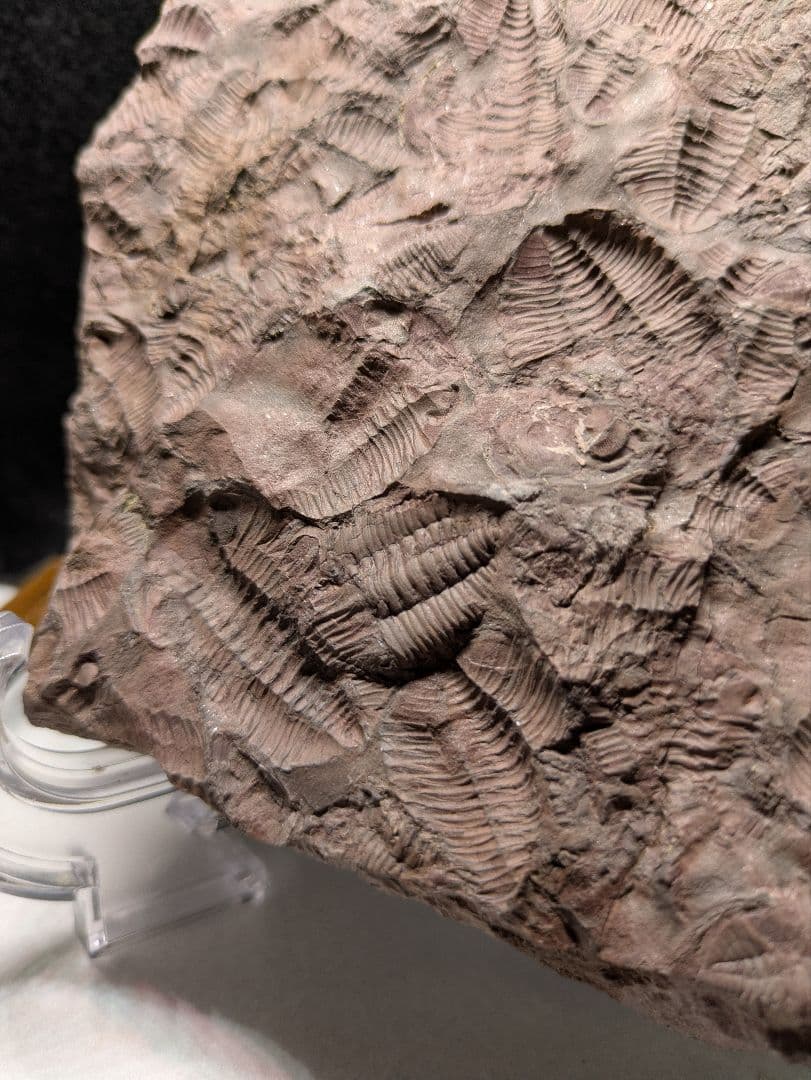 博物館級　三葉虫　群生　化石　標本　地学