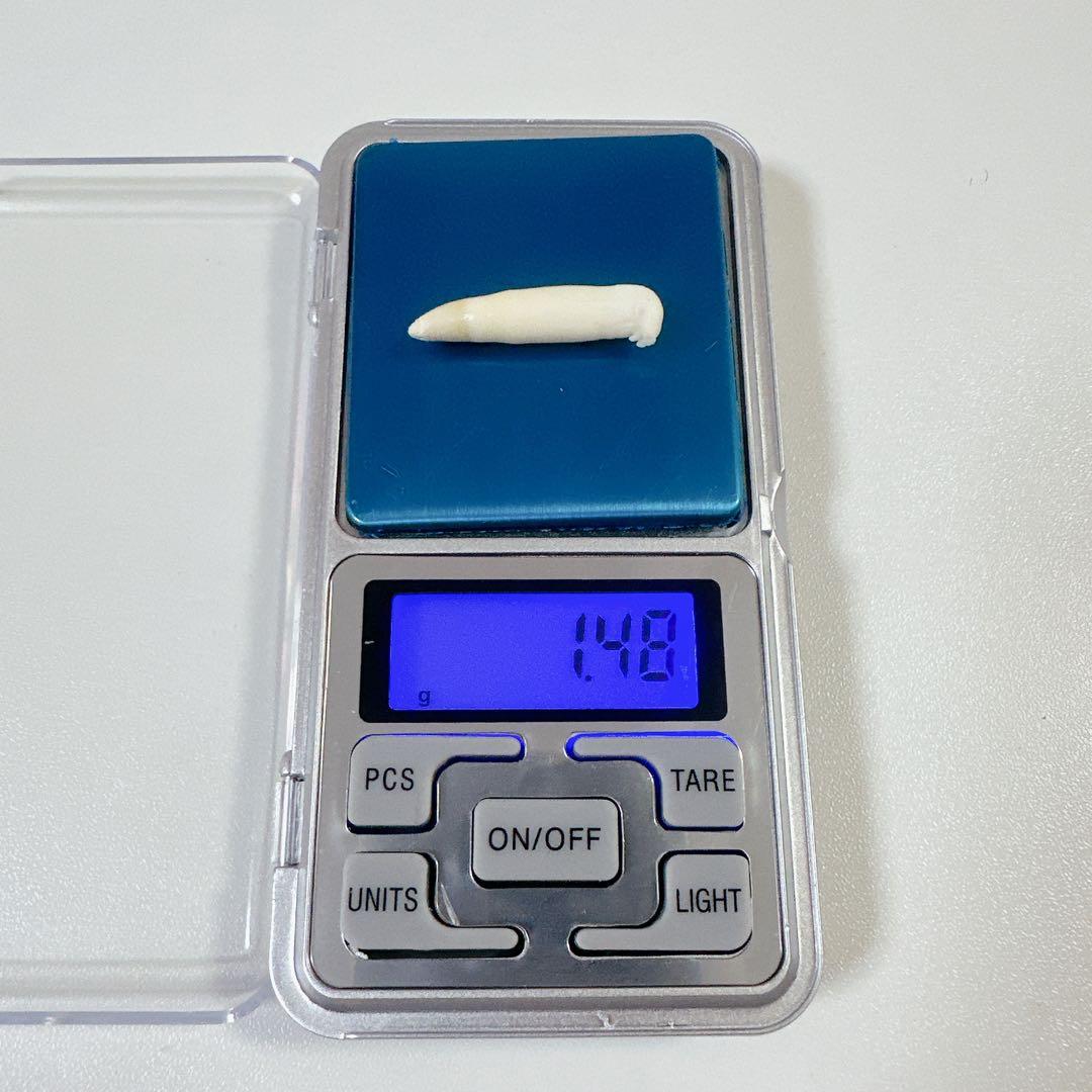 イルカの歯2本セット