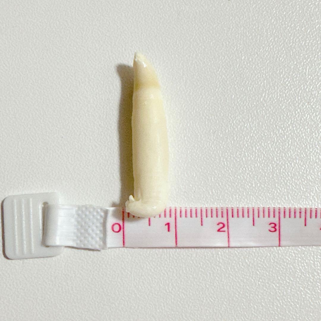 イルカの歯2本セット