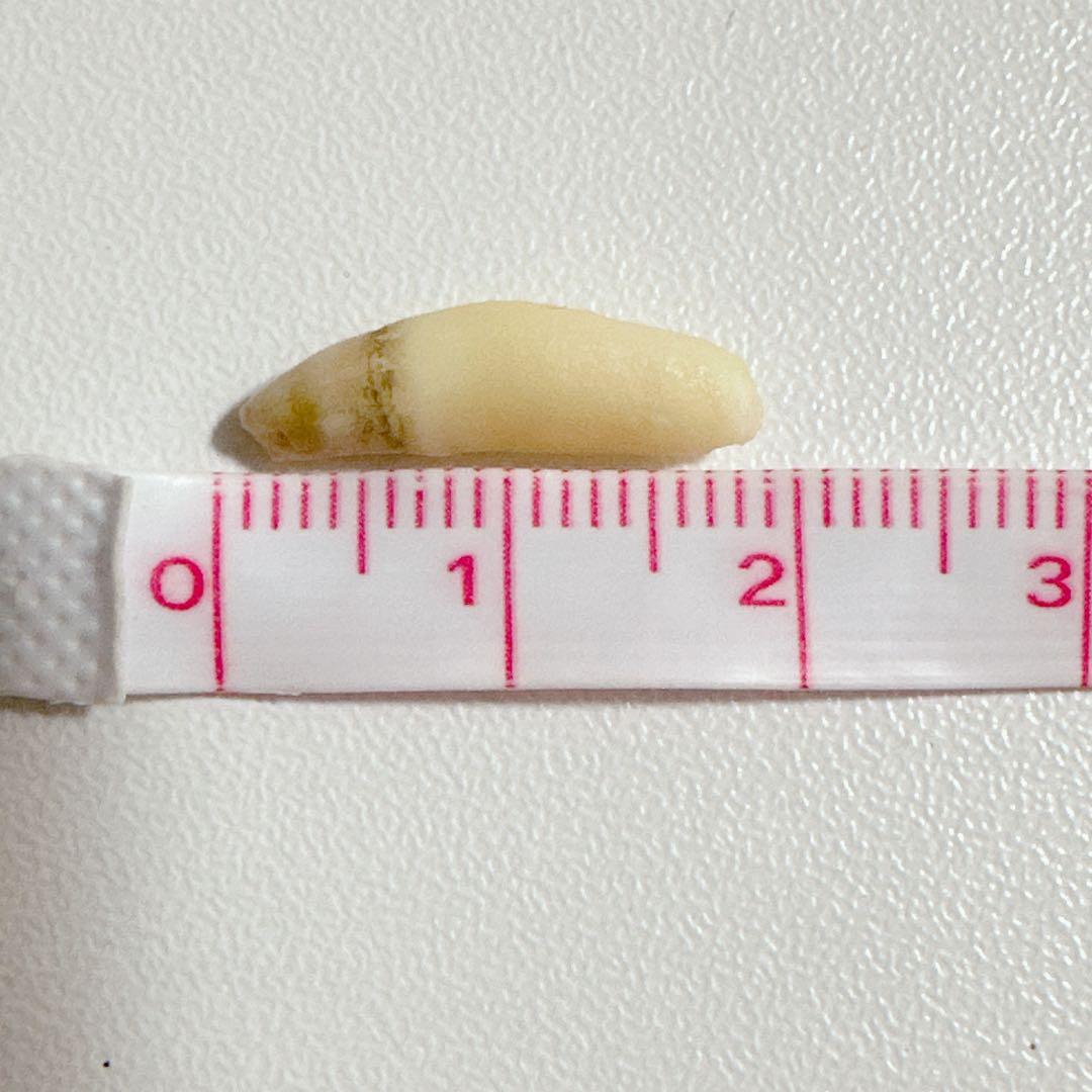 イルカの歯2本セット