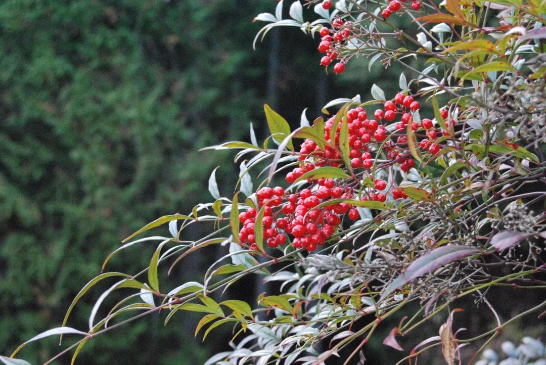 【極少ショット数、美品】Nikon D80 望遠レンズセット✨レンズ交換不要✨