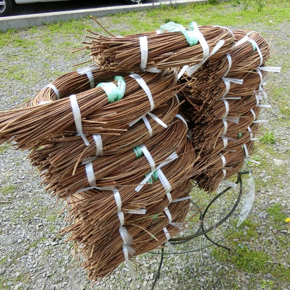 黄色いくまさん　青森岩木山採取　あけび蔓　150cm～ 15kg　2