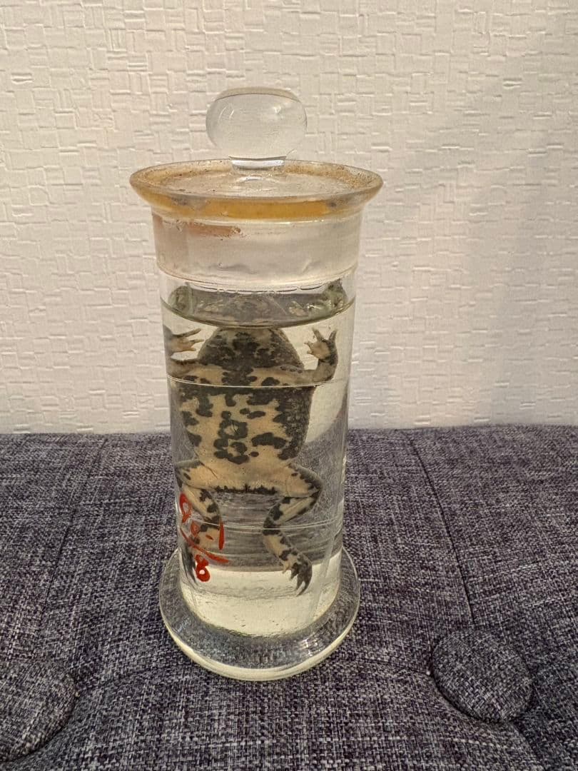 カエル　ホルマリン漬け　液体標本
