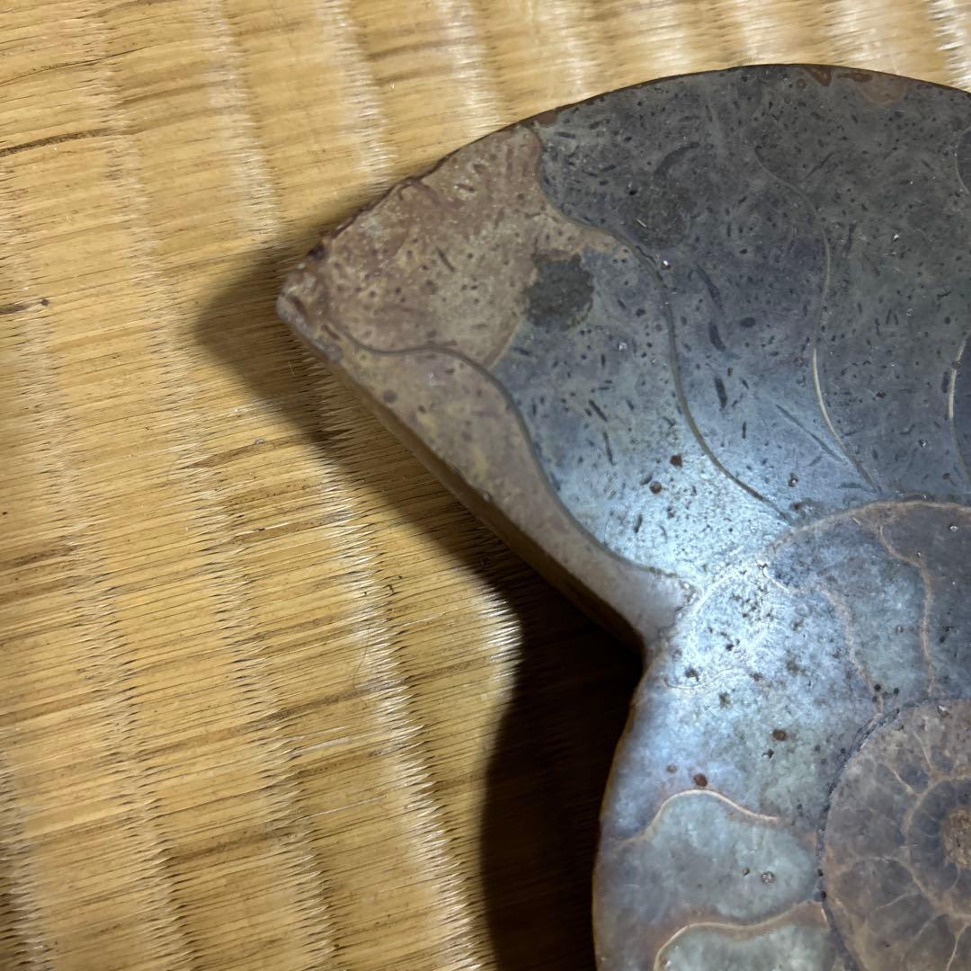 3点　化石　アンモナイト　等