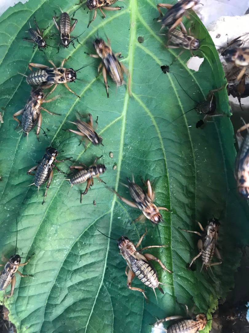 ★ 合鴨なつお君商品★冷凍コオロギ1kg M・Lサイズ　フタホシコオロギ