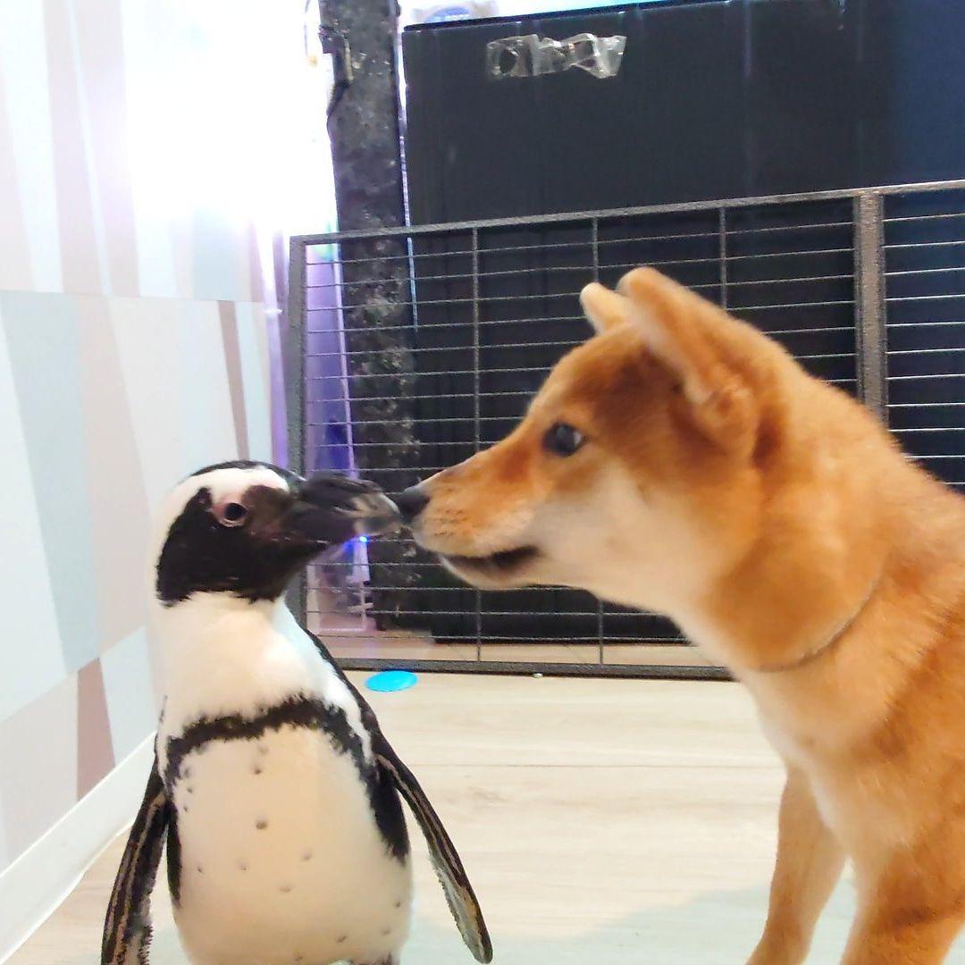 ケープペンギンの羽根