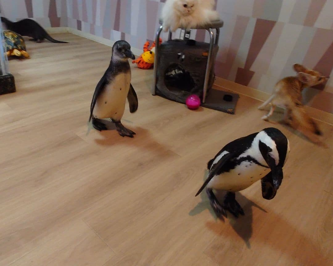 ケープペンギンの羽根