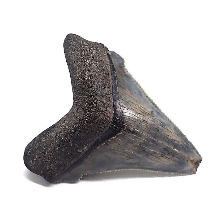 【アメリカ産】メガロドンの歯の化石