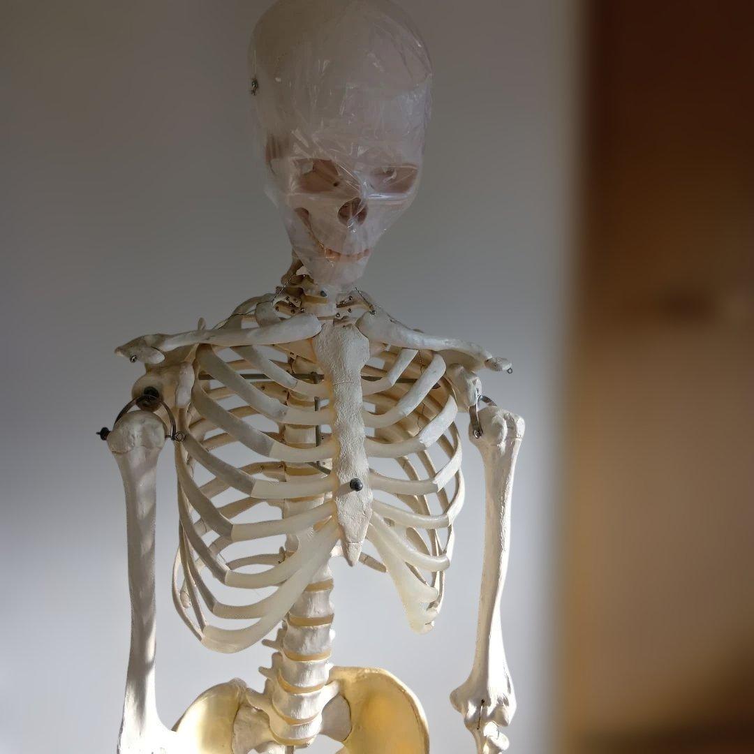 3B 骨格模型 ドイツ製 等身大 理学療法士 オステオパシー 整体 柔道整復師