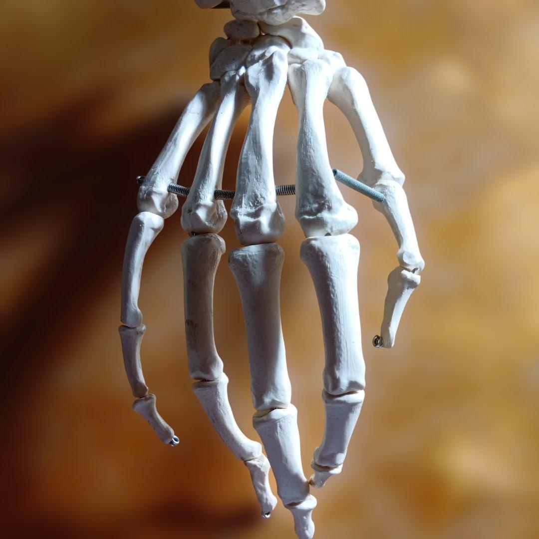 3B 骨格模型 ドイツ製 等身大 理学療法士 オステオパシー 整体 柔道整復師