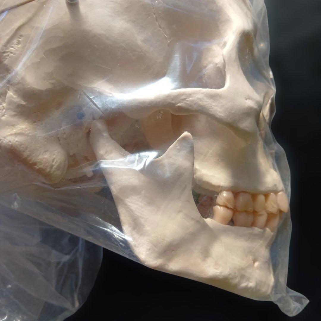 3B 骨格模型 ドイツ製 等身大 理学療法士 オステオパシー 整体 柔道整復師