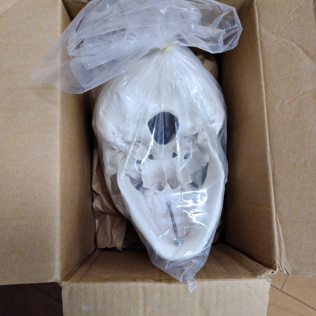 3B 骨格模型 ドイツ製 等身大 理学療法士 オステオパシー 整体 柔道整復師