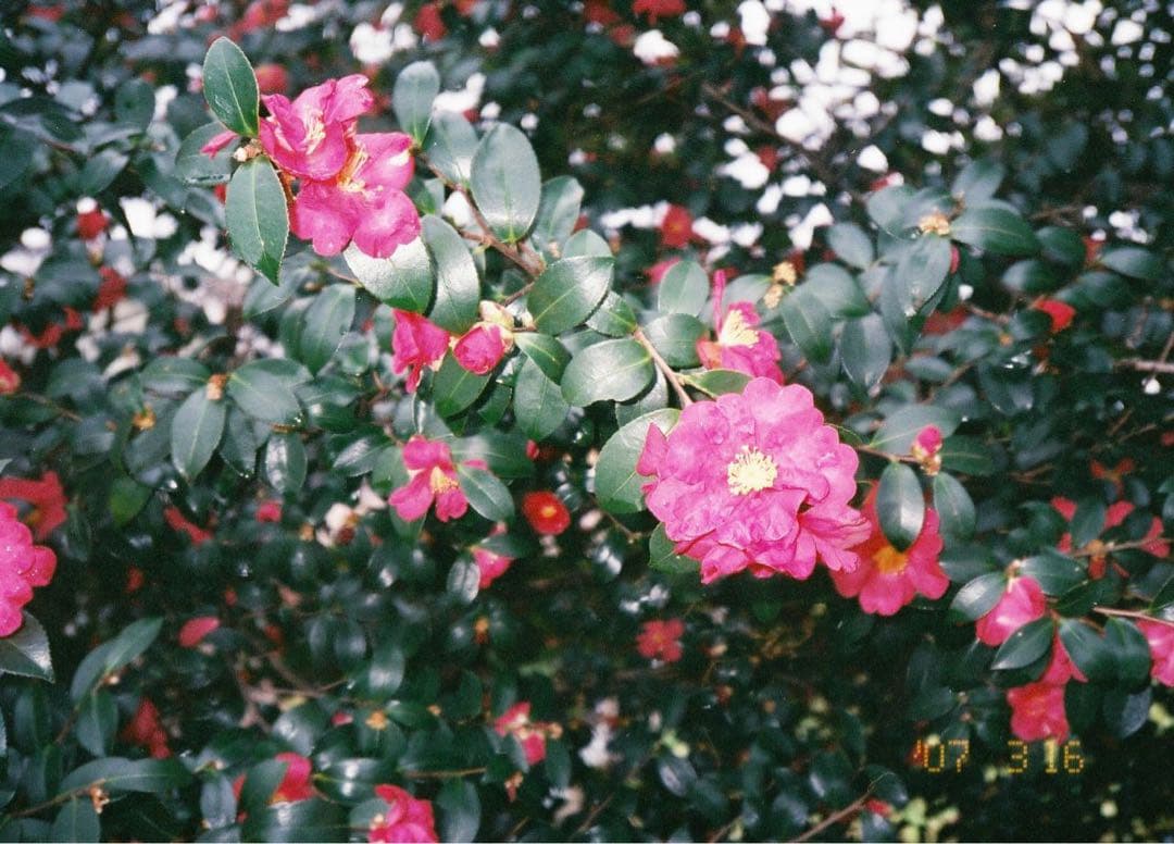 【動作確認済み】ニコンAF600 QD コンパクトフィルムカムラ