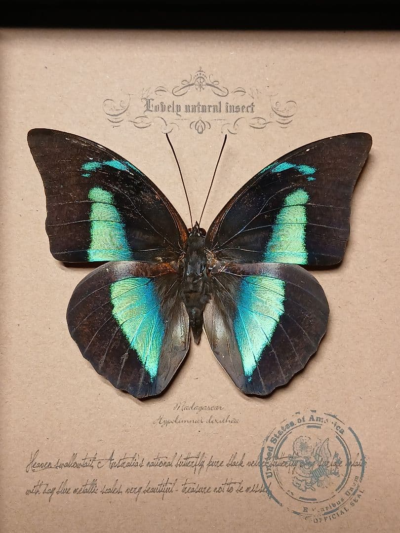 昆虫標本アート｜一点物・オリジナル作品
