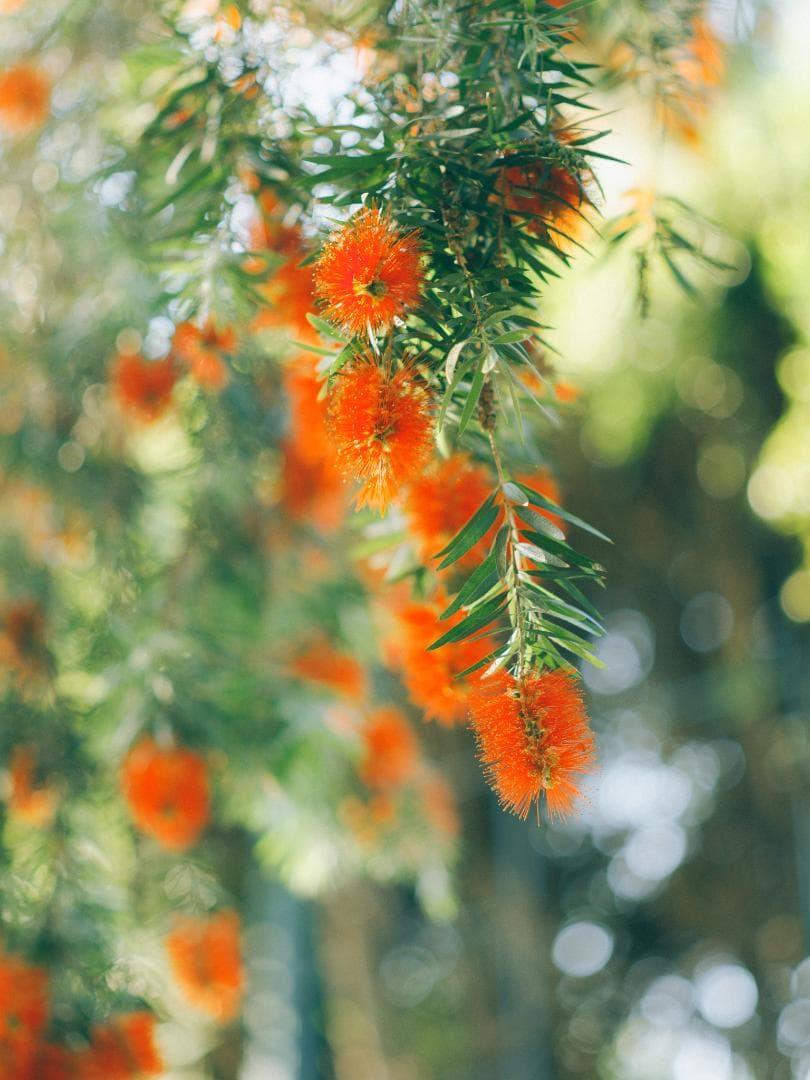 Pentax Takumar 105mm f2.4 GFXマウントアダプター付き