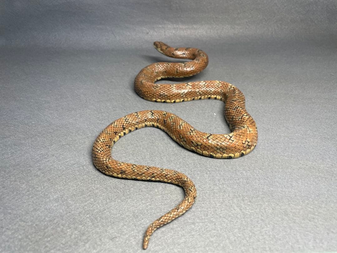 ジムグリ(レプリカ)