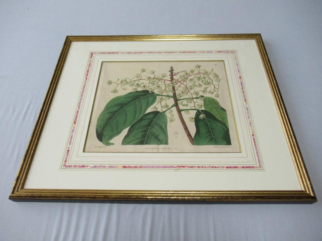 三越発売 定価5.8万◆1817年 英国 Edwards筆 ボタニカルアート