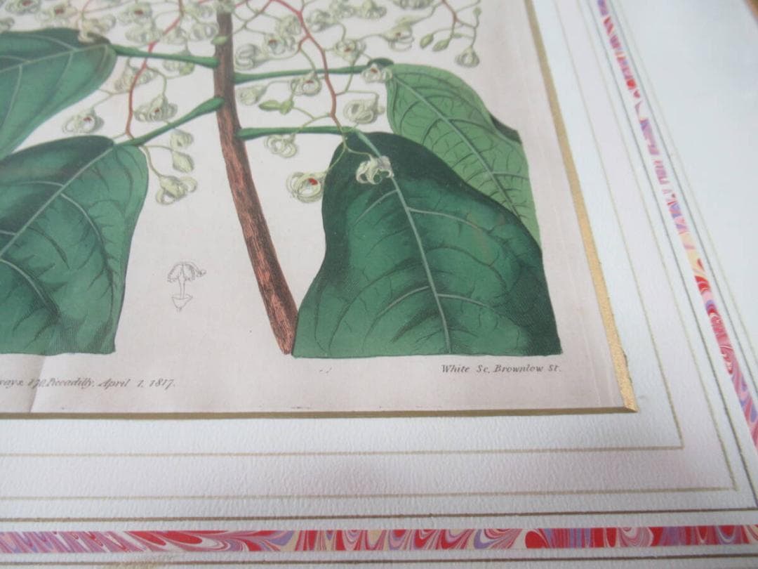 三越発売 定価5.8万◆1817年 英国 Edwards筆 ボタニカルアート