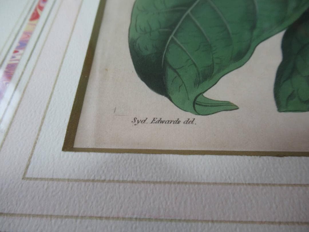 三越発売 定価5.8万◆1817年 英国 Edwards筆 ボタニカルアート